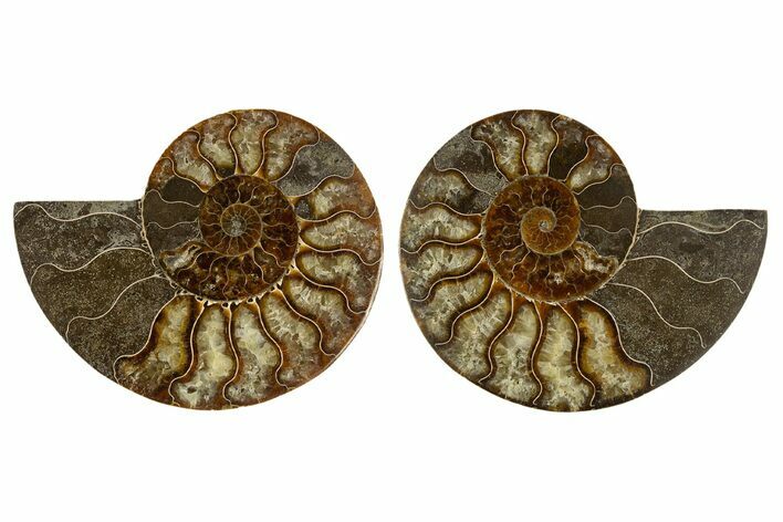 Cut & Polished, Agatized Ammonite Fossil - Madagascar #308137